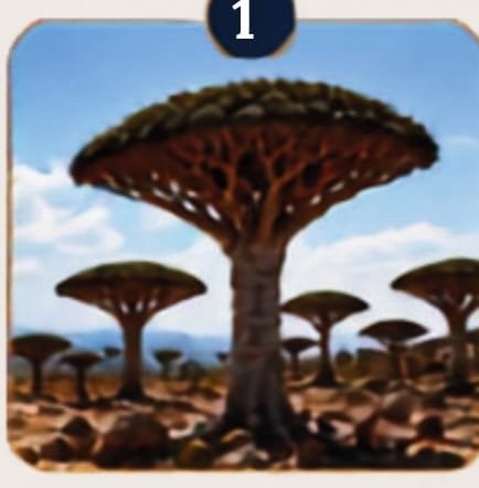 Dragon blood tree forest excursion