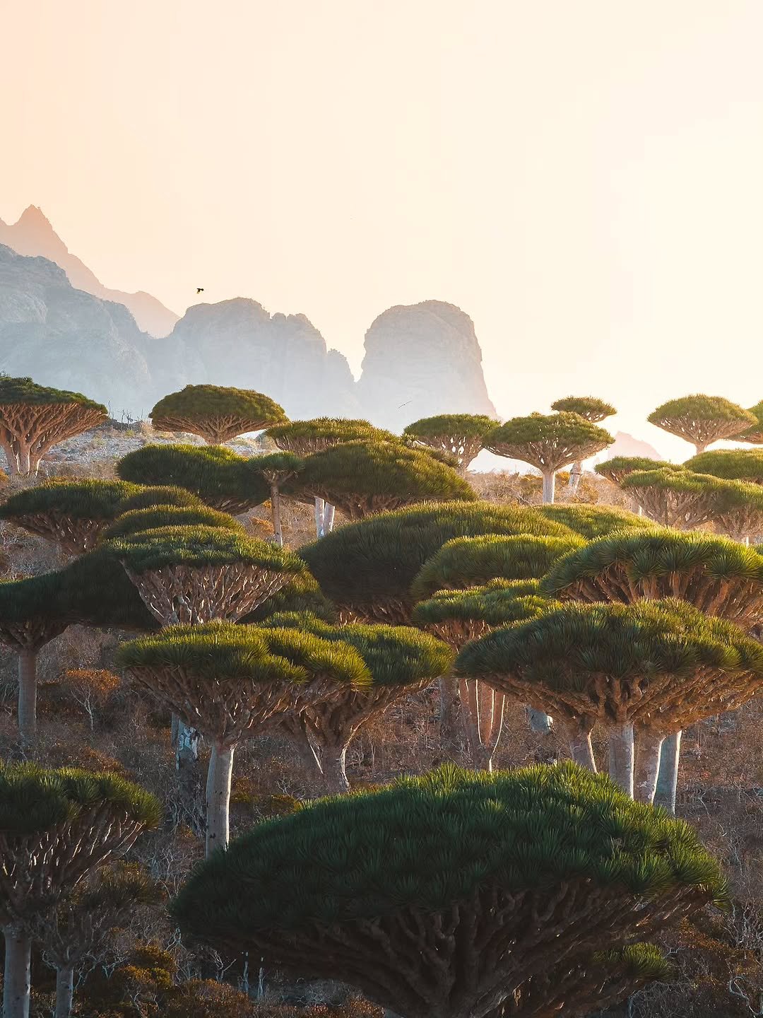 Dragon blood trees, found nowhere else on Earth